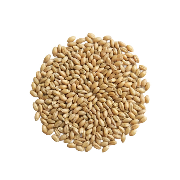Japanese Millet Grass Seed