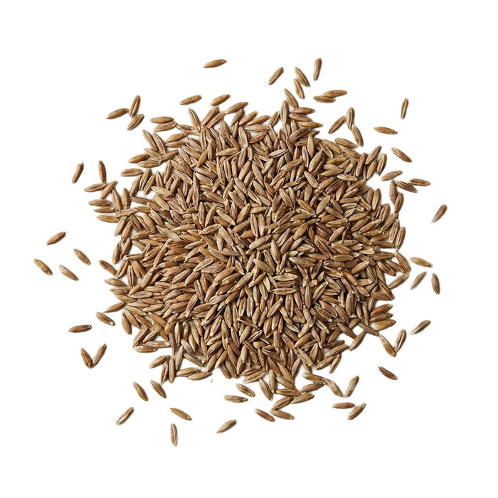 Unhulled VNS Couch Grass Seed