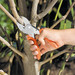 Lowe 1 Heavy Duty 1.104 | Anvil Pruner