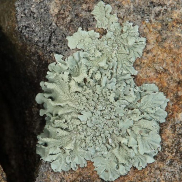 Lichen