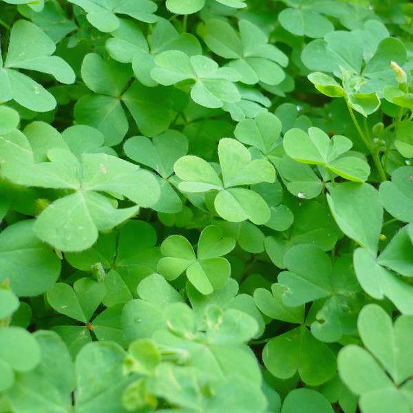 Creeping Oxalis