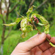 Battling Disease: Stone Fruit Tree Leaf Curl