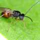 Battling Pests: Controlling Citrus Gall Wasp