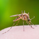 Battling Pests: Mosquitoes & Midgees