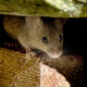 Battling Pests: Rodents in Your Garden