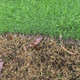 Battling Pests: Win the Battle Against Lawn Grubs & Armyworms with Acelepryn GR