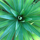 Top Yucca Planting Tips for a Home Gardener