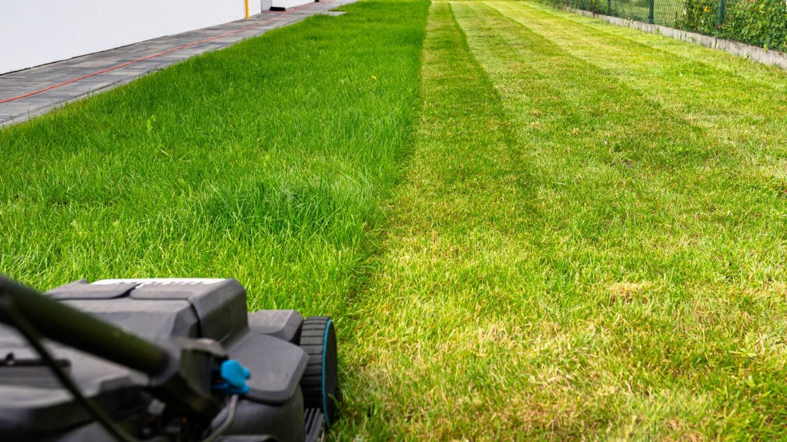 Australian backyard lawn part-mown in early spring, showing winter growth removed