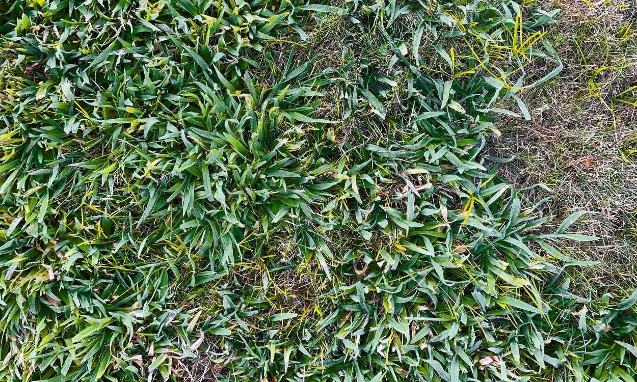 Crab Grass taking over the backyard of a QLD home, September 2025