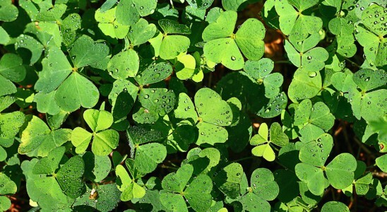 Creeping oxalis with yellow flowers growing across lawn in winter, showing heart-shaped leaves