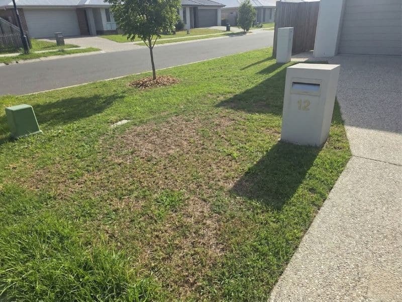 Jackson's lawn before — Newcastle, NSW