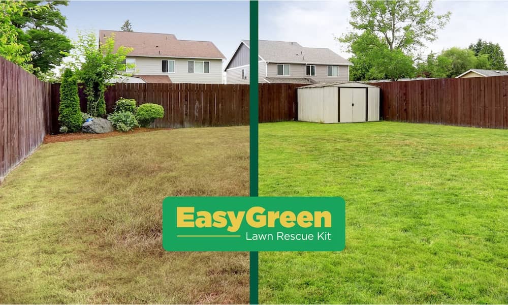 Lawn transformation - before and after