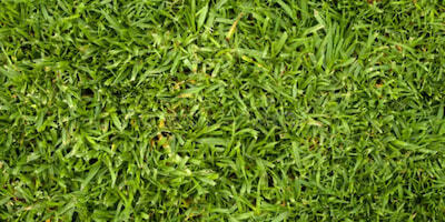 Kikuyu grass