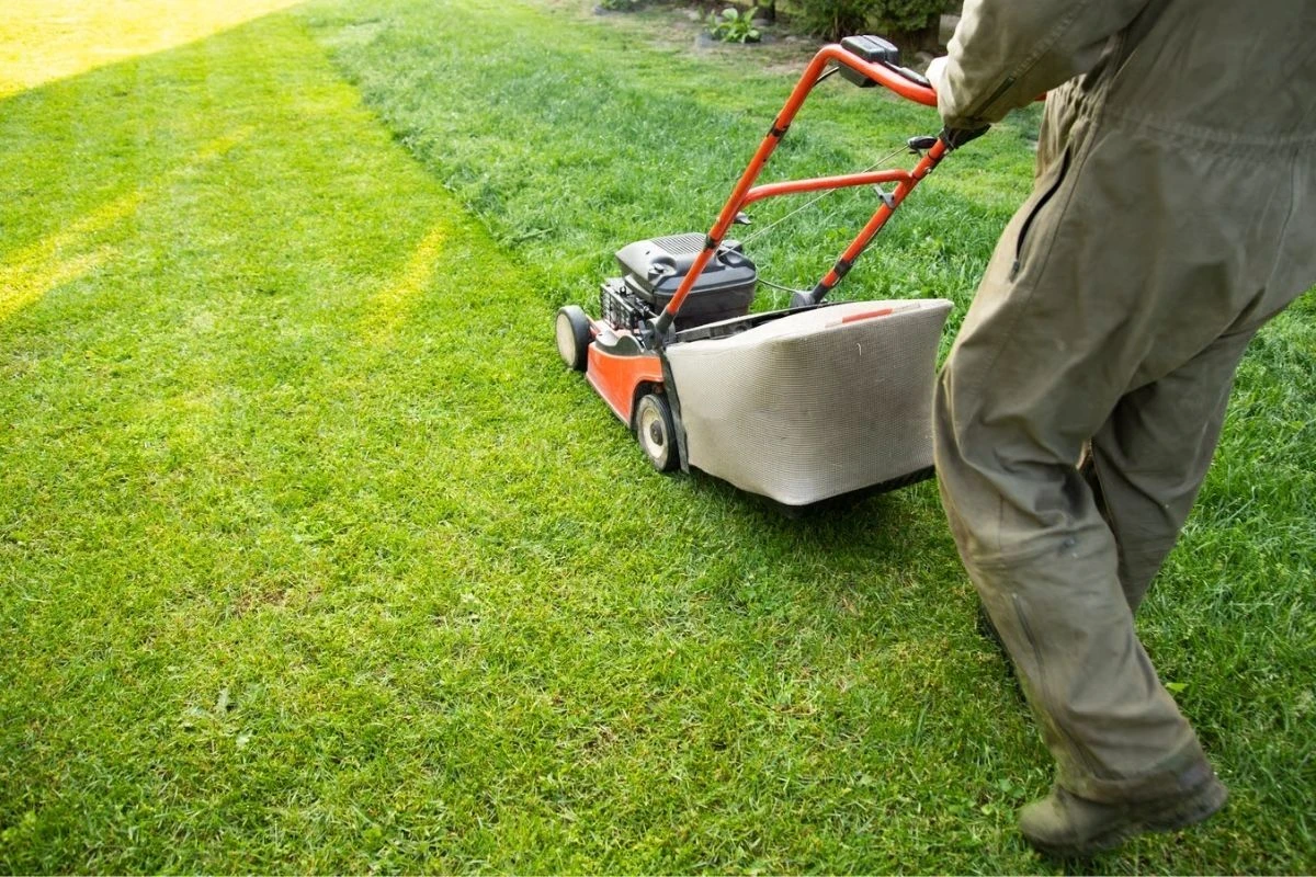 Mower with catcher removing winter growth from a warm-season lawn