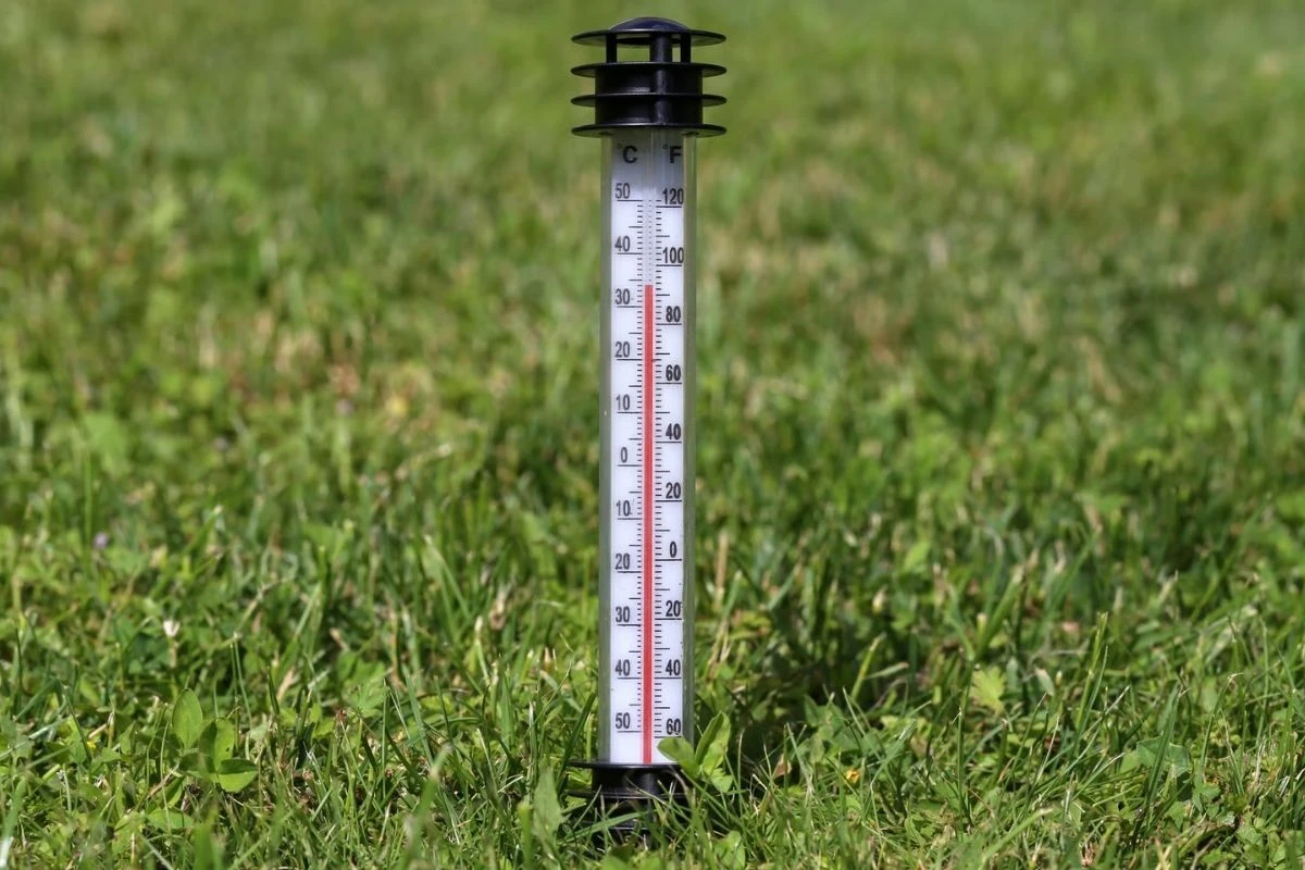Soil thermometer inserted into lawn to check soil temperature before applying lawn fertiliser
