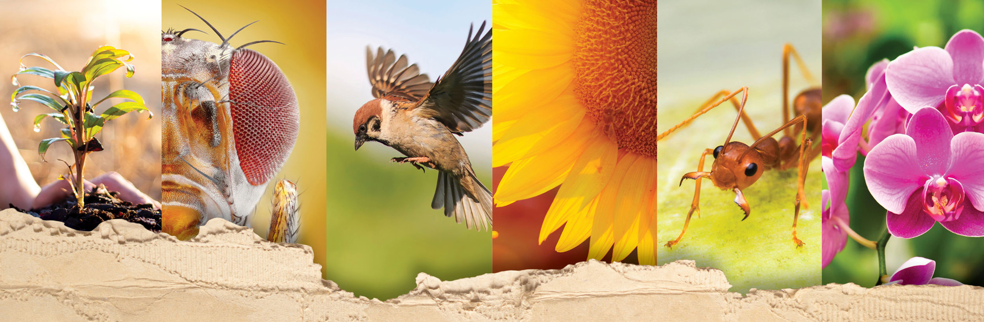 Insights and guides on growing the best garden or lawn