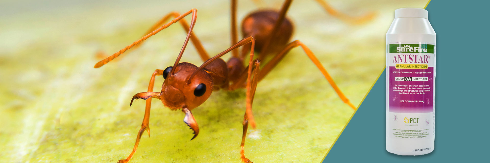 Battling Pests The Imported Red Fire Ant Menace The Garden Superstore