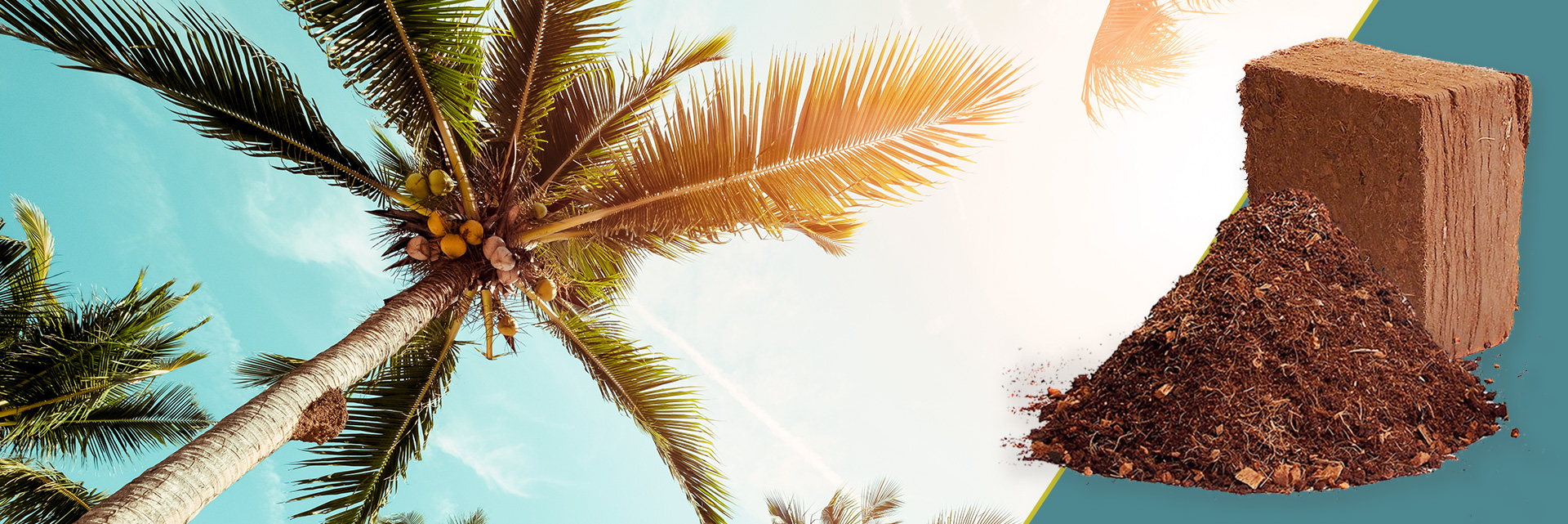 Advantages of Coco Peat Coir The Garden Superstore