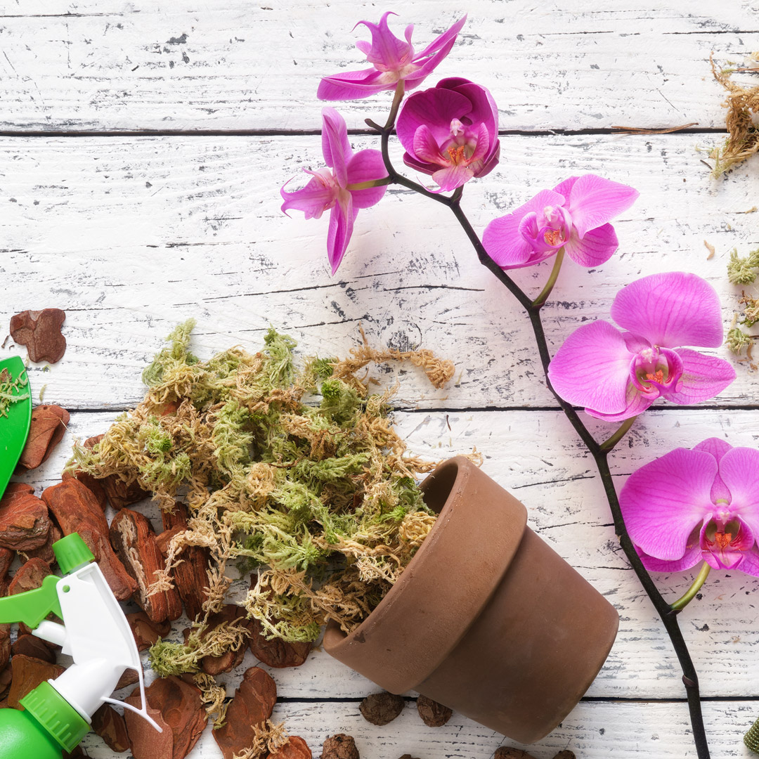 Sphagnum moss  Orchid care & Tips