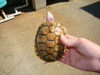 Juvenile Caramel Pink Albino Slider Turtles