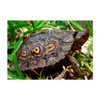 Adult Ornate Central American Wood Turtle