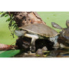 Large Geoffrey Side Neck Turtle