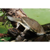 Large Geoffrey Side Neck Turtle