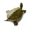 Juvenile Mississippi Map Turtle