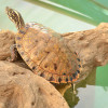 Large Gorzugi Turtle