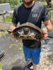 XXL Asian Pond Turtle