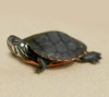 B Grade Baby Eastern Painted Turtle