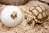 Baby Sulcata Tortoise