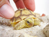 Baby Sulcata Tortoise