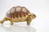 Baby Sulcata Tortoise