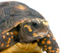 Juvenile Red Footed Tortoise