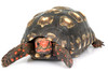 Juvenile Cherry Headed Tortoise