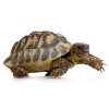 Adult Hermanns Tortoise