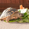 Adult Hermanns Tortoise