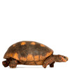 Adult Male Red Footed Tortoise