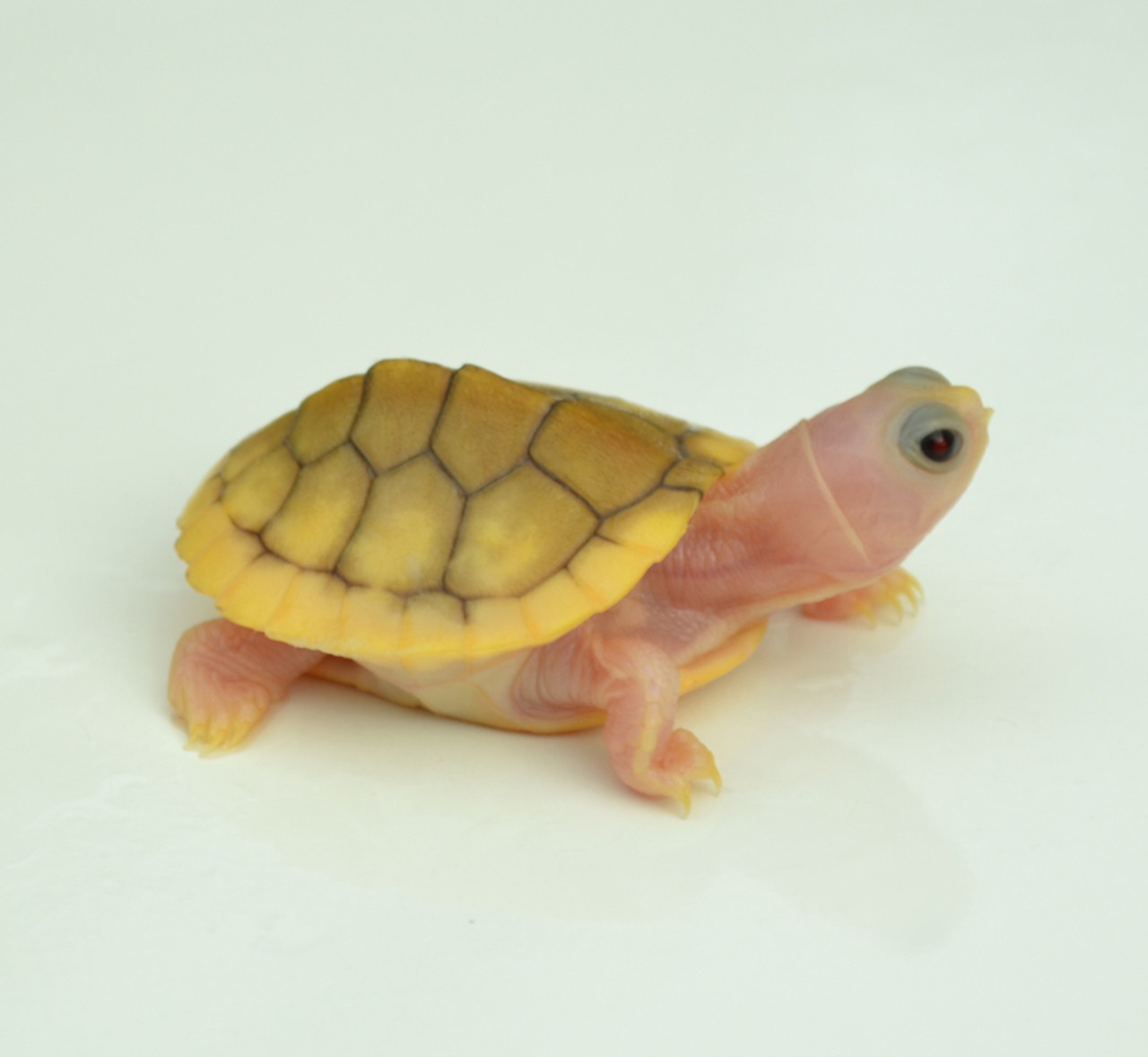 baby caramel albino red ear slider turtle