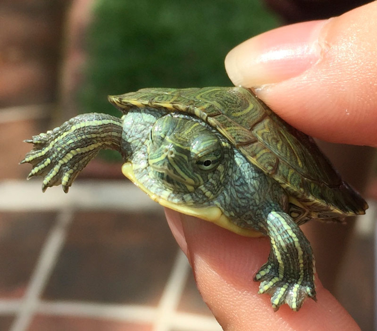 Baby water turtles for sale hot sale near me