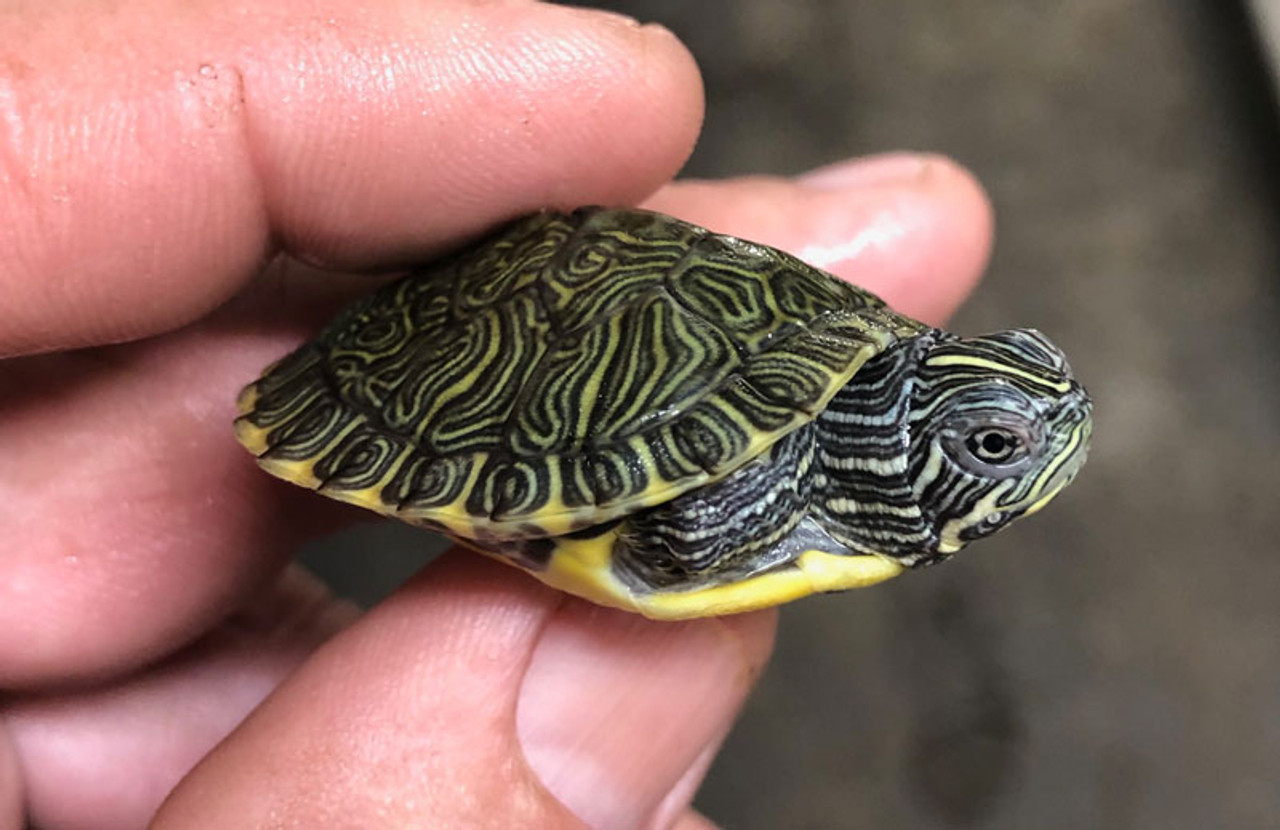 Baby River Cooter Turtle for sale