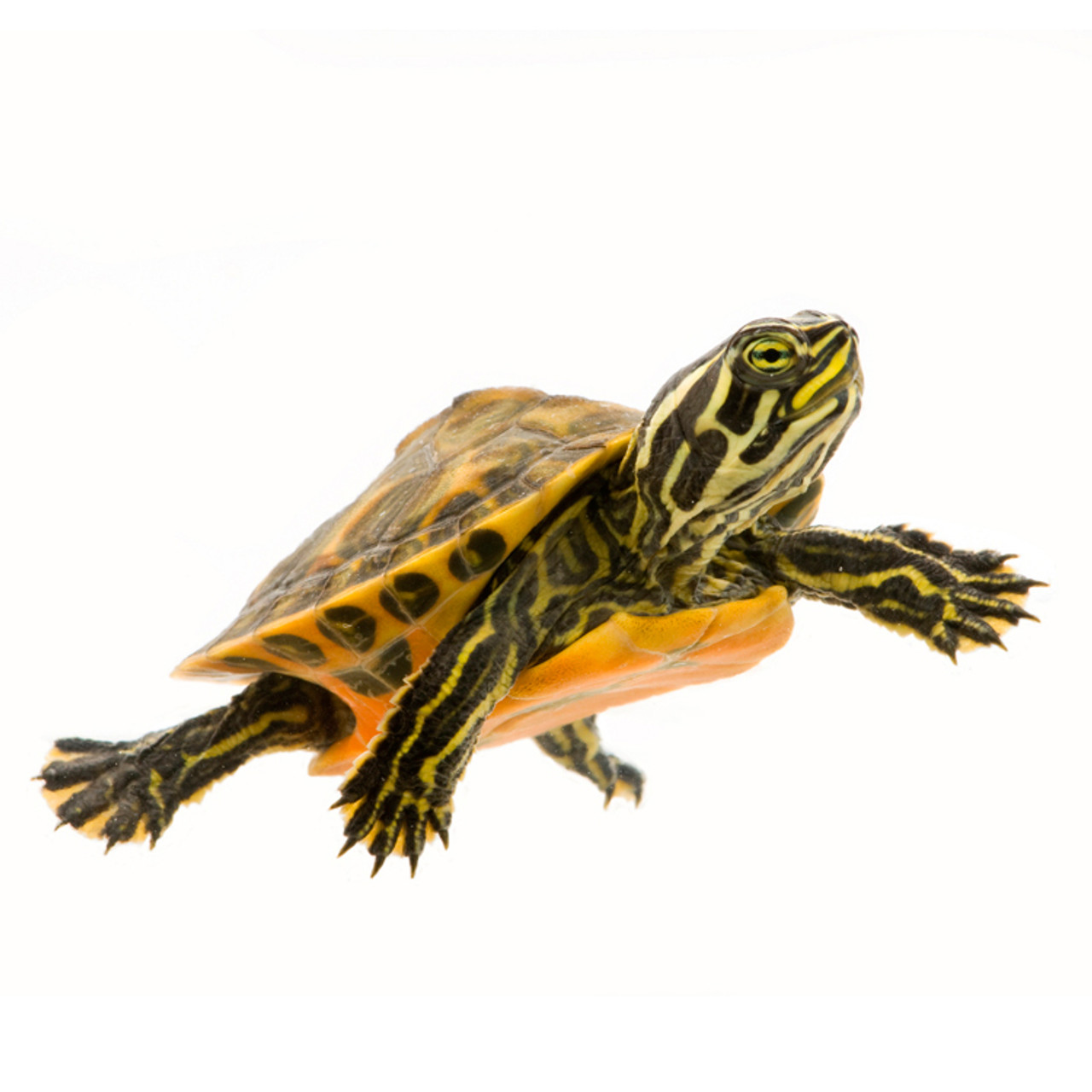 Hatchling Florida Red-Belly Turtles