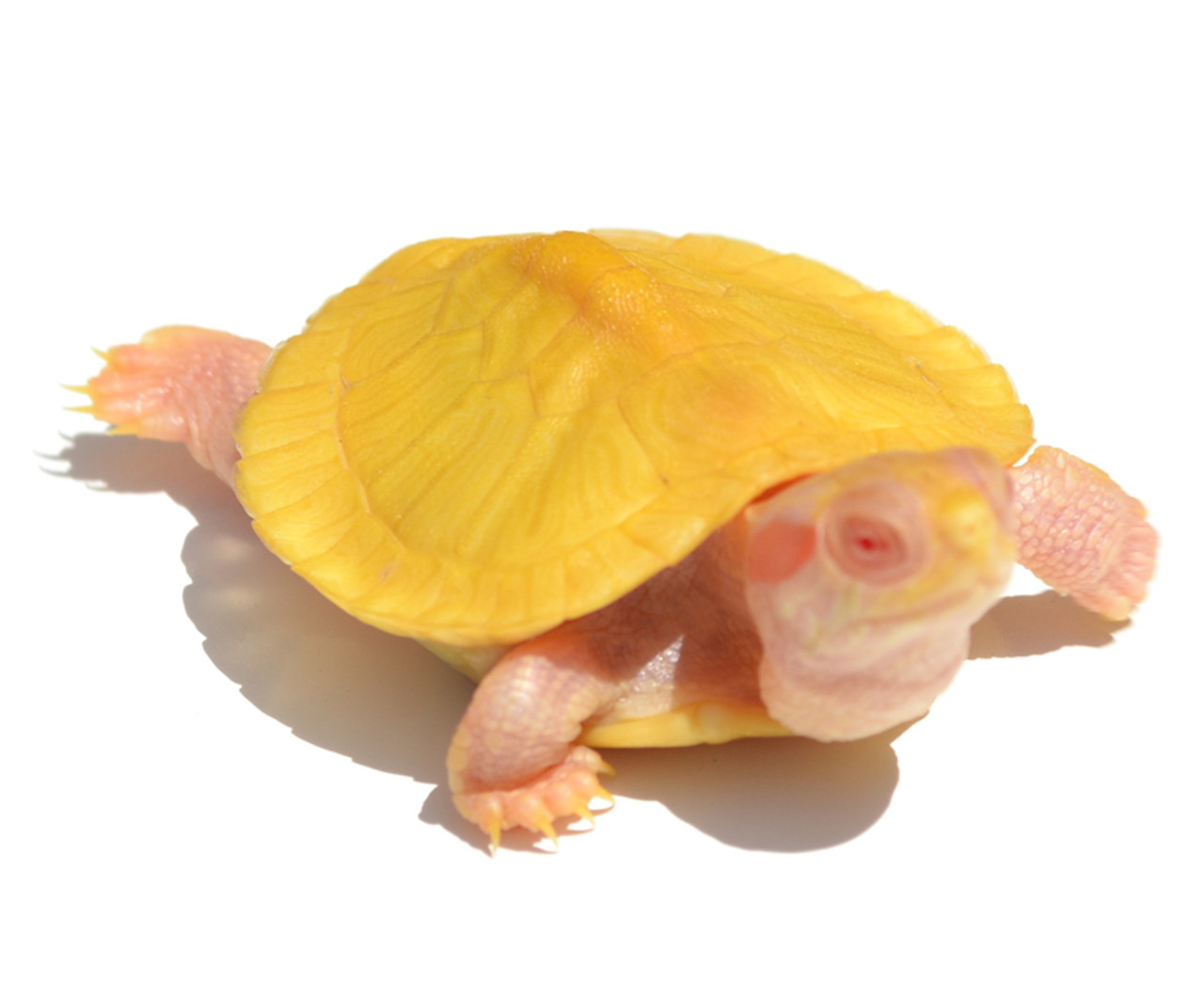 baby albino red ear slider turtle