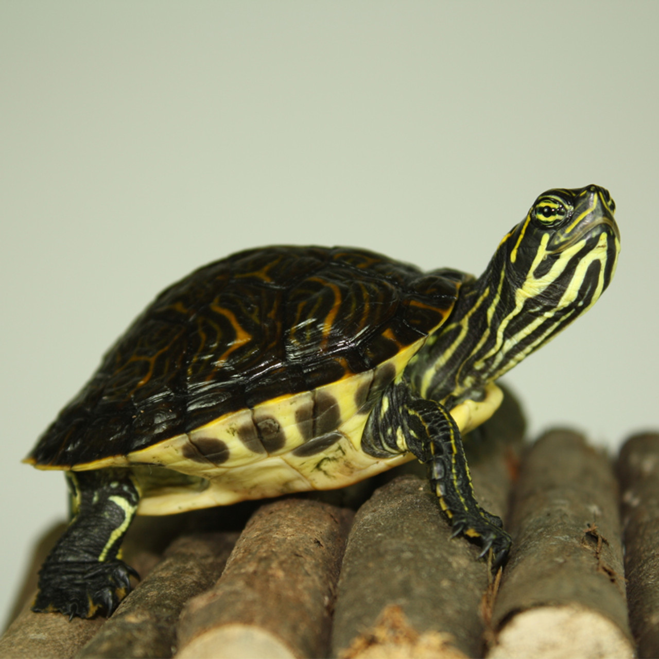 B Grade Juvenile Peninsula Cooter Turtle