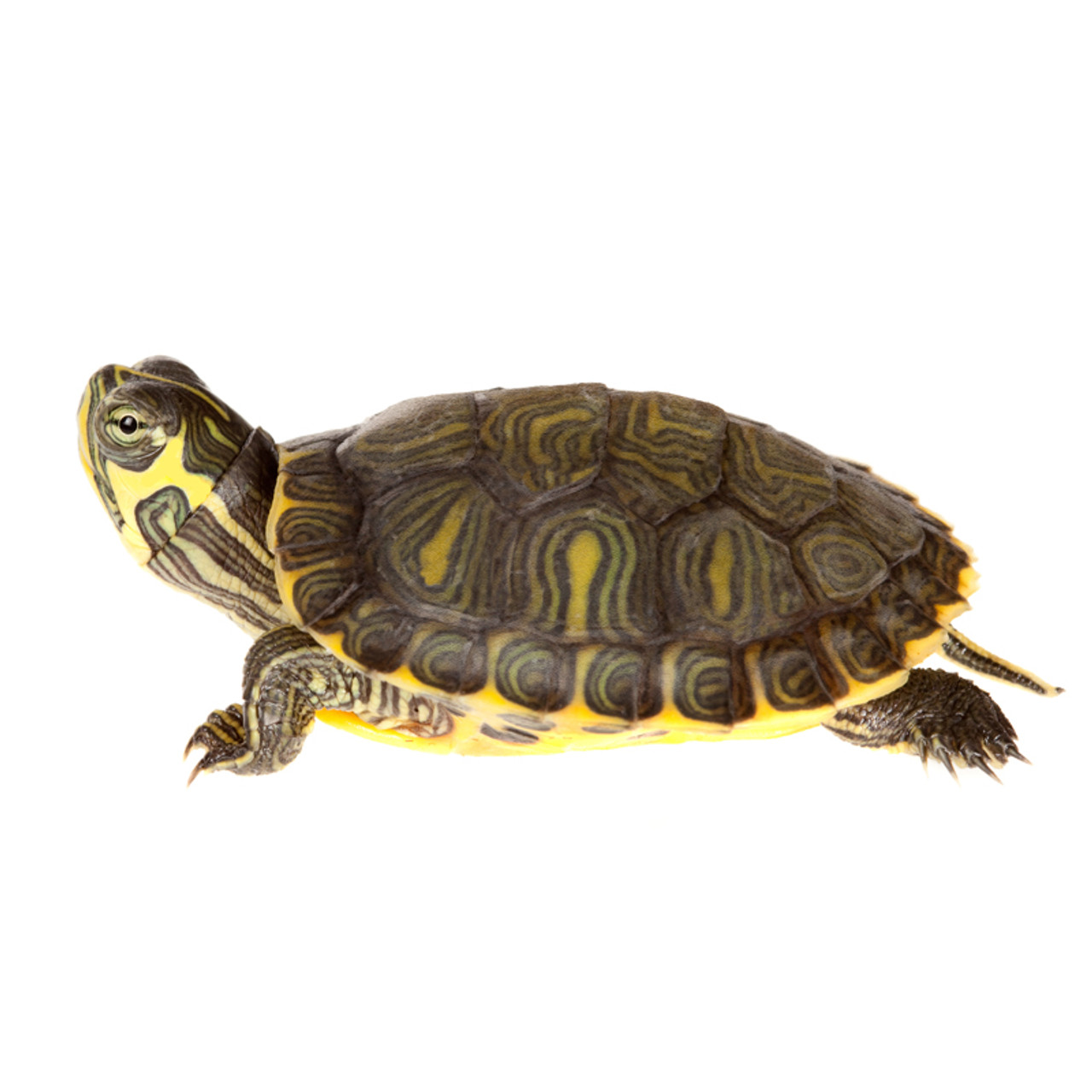 juvenile Cumberland Slider Turtle