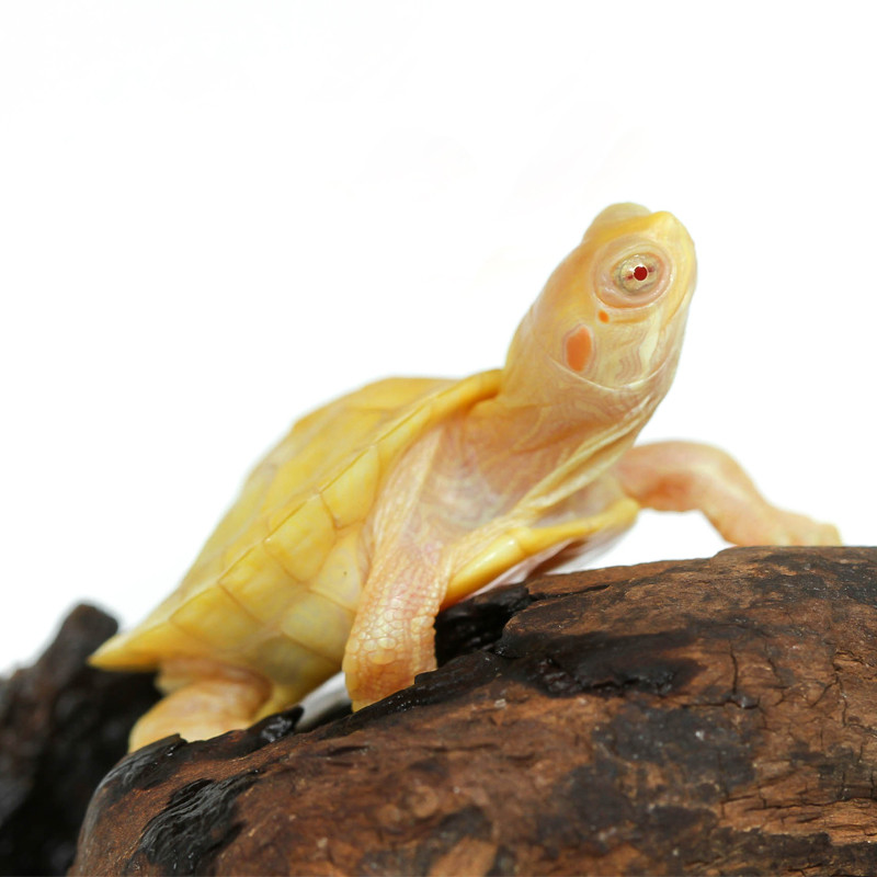 Baby Albino Red Ear Slider Turtle