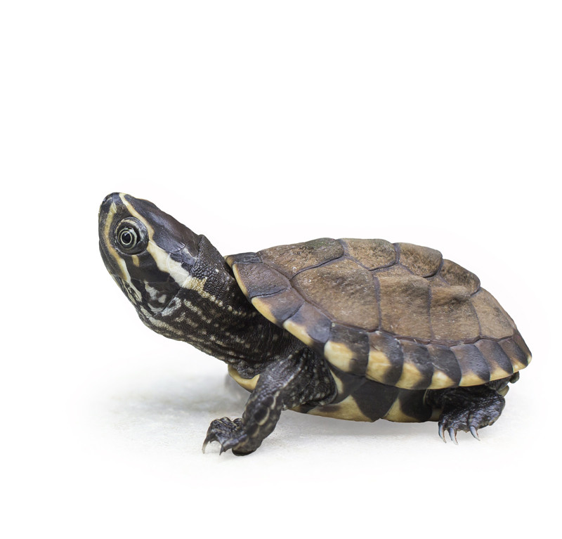 Stinkpot Turtle Mini Pet Turtles For Sale Little Pet Turtles For