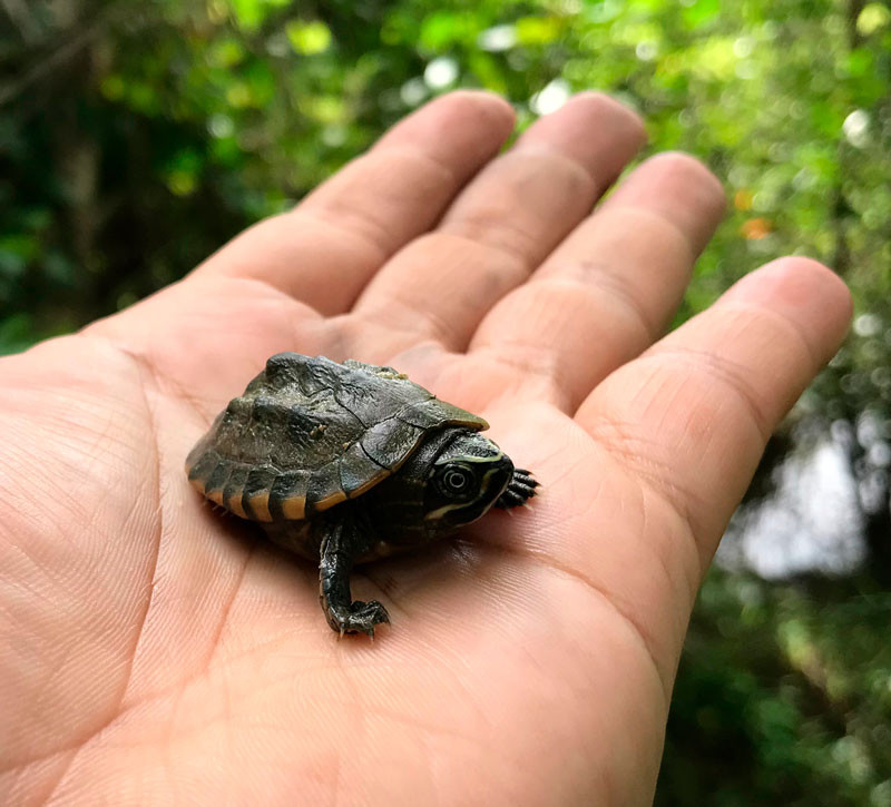 Musk Turtle Small Turtle Species For Pets Turtle Species That Stay