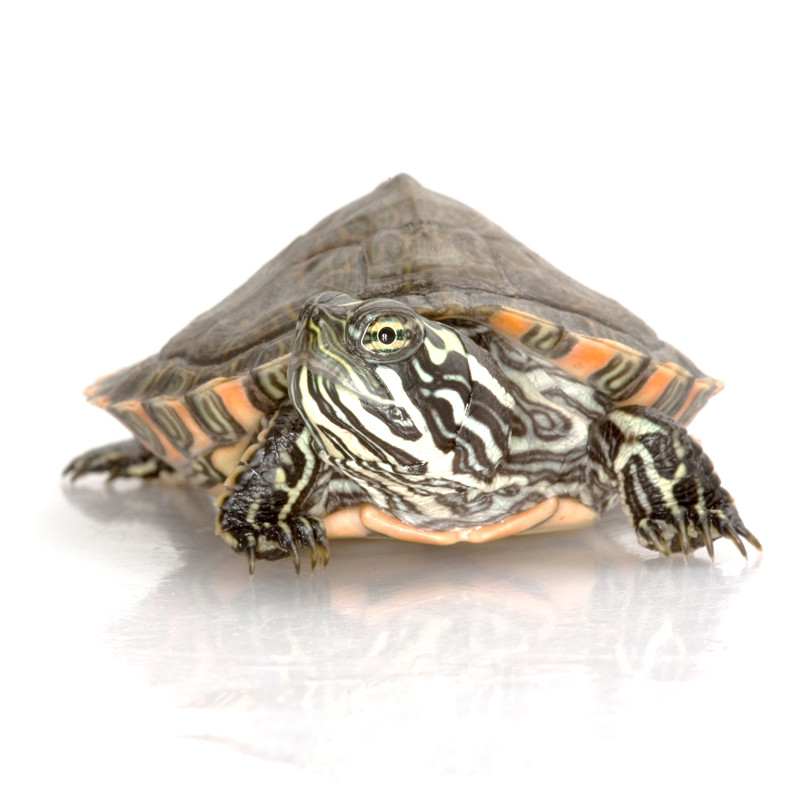 アトリエGG Wintermorning(turtle) 1½ My Turtle Store: Gorzugi Turtle